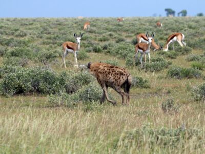 African Safari Trip