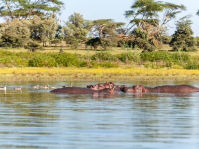 Africa Safari Rwanda