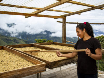 coffee-seed-selection