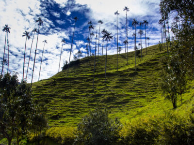 View of the beautiful cloud forest and the Quindio Wax Palms at the Cocora Valley located in Salento in the Quindio region in Colombia.