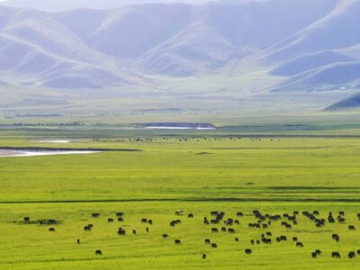 Mongolia Group Tour July 2026