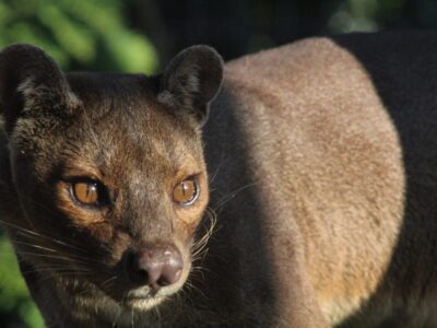 Madagascar