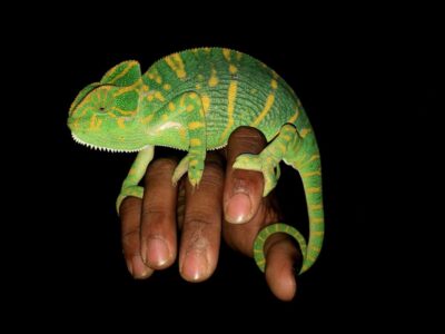 Madagascar