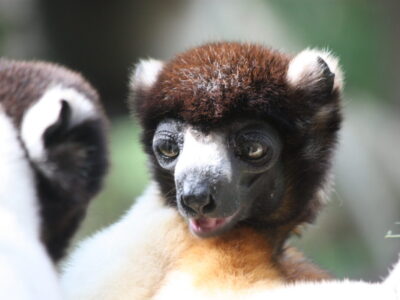 Madagascar
