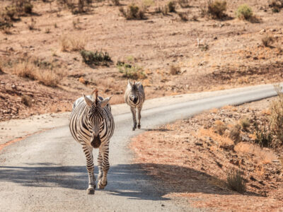A closeup shot of zebras on the road