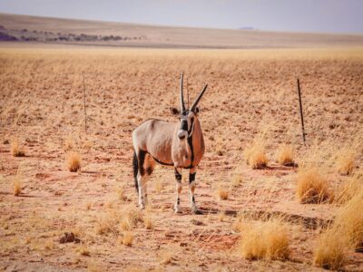 A gemsbok antelope in the middle of the desert in Namibia, Africa