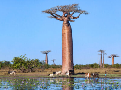 Madagascar