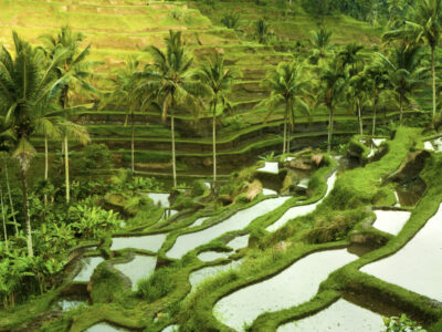 Terrace rice fields in morning sunrise, Ubud, Bali, Indonesia