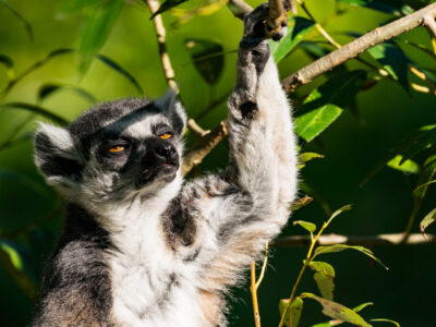 Madagascar
