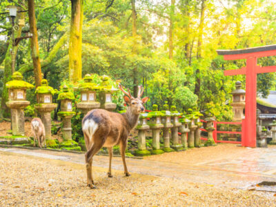 Japonia