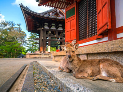 Deer at Todaiji temple in Nara,  Japan